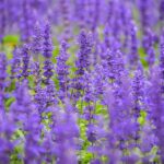 Blue Sage/Salvia
