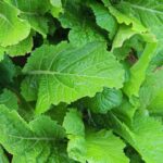Florida Broadleaf Mustard