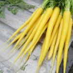 Solar Yellow Carrots
