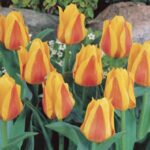 Buttercup tulip “kaufmanniana”