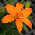 Asiatic orange lily