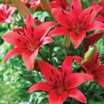 Asiatic red lily