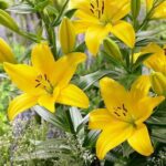 Asiatic yellow lily