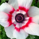Bicolor anemone