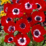 Hollandia anemone