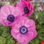 Sylphide anemone