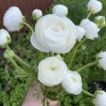 Asiatic white ranunculus