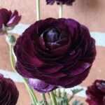 Asiatic purple ranunculus