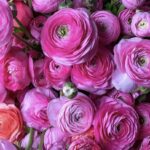 Asiatic pink ranunculus