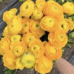 Asiatic yellow ranunculus