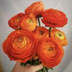 Asiatic orange ranunculus