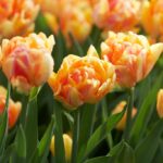 Foxy foxtrot tulip double early