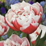 Horizon tulip double early