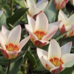 Ancilla tulip “kaufmanniana”