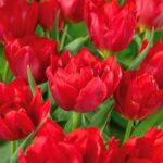 Abba Tulip double early