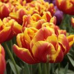 Cilesta tulip double early