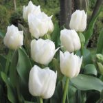 Mondial tulip double early