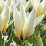 Concerto tulip “kaufmanniana”