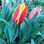 Corona tulip “kaufmanniana”