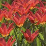 Scarlet baby tulip “kaufmanniana”