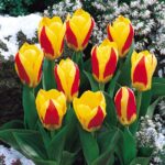 Stresa tulip “kaufmaniana”