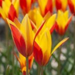 Clusiana tubergens gem tulip botanical