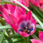 Little beauty tulip botanical