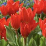 Preastans fusilier tulip botanical