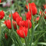 Red hunter tulip botanical