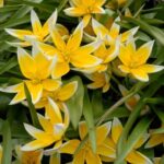 Trada tulip botanical