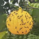 Fruit fly sticky trap ball