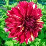 Dahlia Bohemian Spartacus