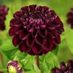 Dahlia Dark Spirit