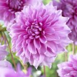 Dahlia Lavender Perfection