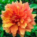 Dahlia Mango Madness