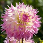 Dahlia Pinelands Princess