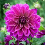Dahlia Thomas Edison