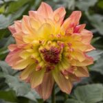 Dahlia Wanda’s Aurora