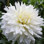 Dahlia White Perfection