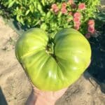 Aunt Ruby’s German Green Tomato