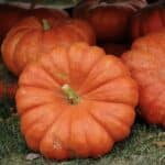 Rouge Vif d'Etampes Squash