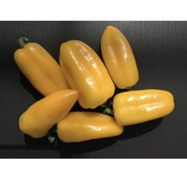 ⁦MP 62 F1 Pepper⁩ - الصورة ⁦1⁩
