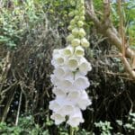 White Foxglove