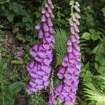 Purple Foxglove