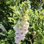 Pink Foxglove