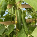 Kate cucumbers plant