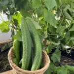 Cu 315 cucumbers plant