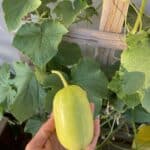 Beauty cucumber plant