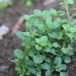 Oregano plant
