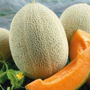Hales Best Jumbo Melon plant